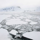 Illustration for article titled Shell Assures Nation Most Arctic Wildlife To Go Extinct Well Before Next Spill